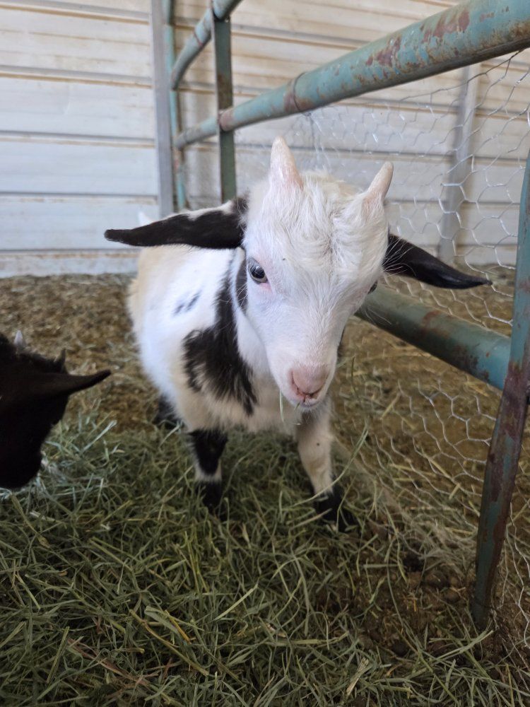 miniture silkie fainting crosses. Baby Goats For Sale - Perfect Companions for Your Farm or Homestead