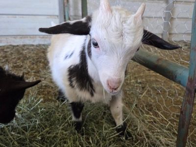 miniture silkie fainting crosses. Baby Goats For Sale - Perfect Companions for Your Farm or Homestead