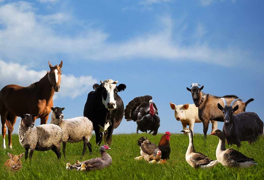 Taking in Farm Animals