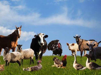 Taking in Farm Animals