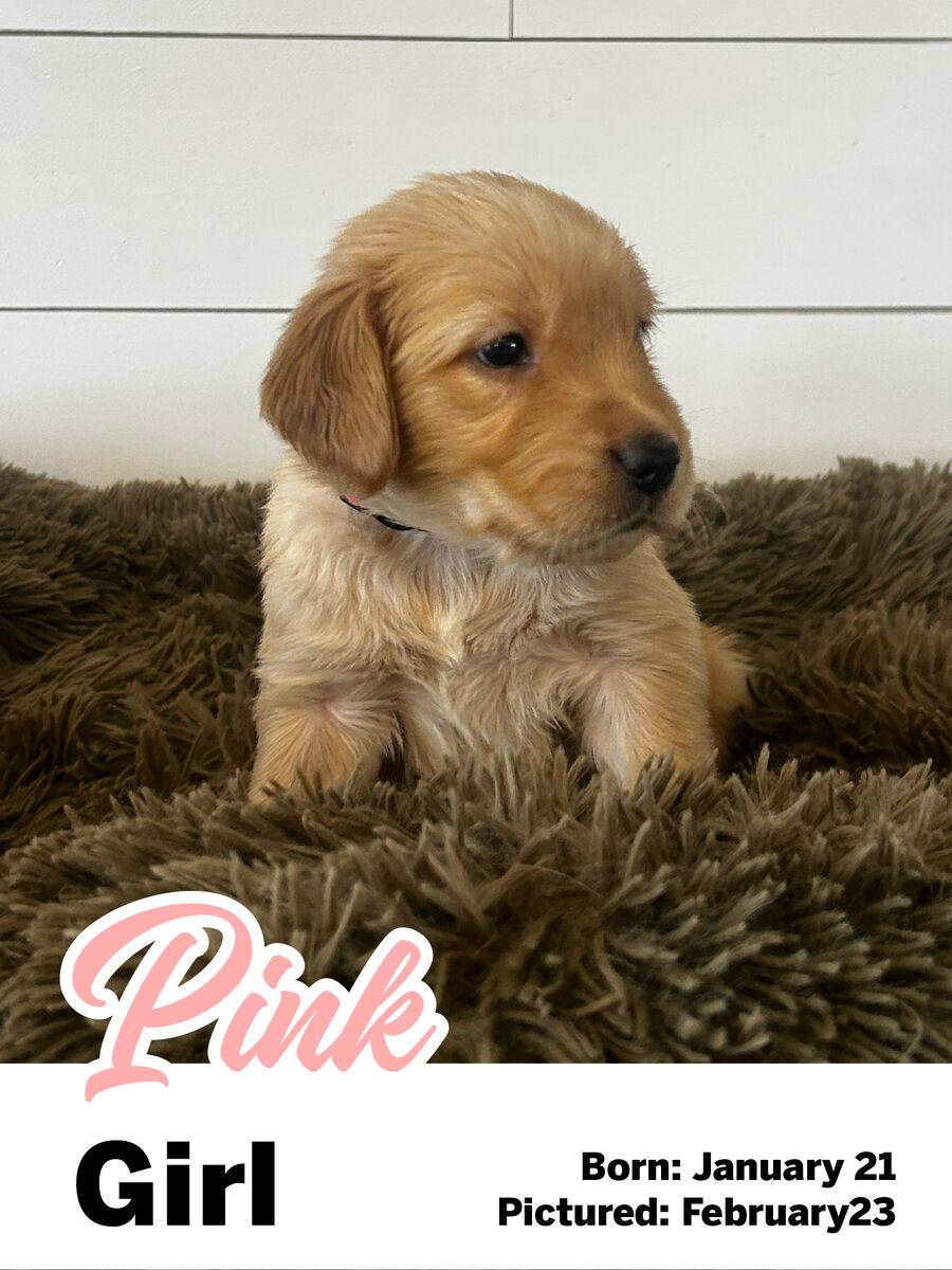 Golden Retriever puppy "Pink girl"