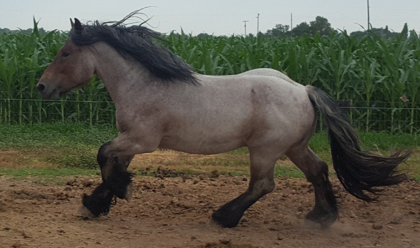 Brabant at Stud