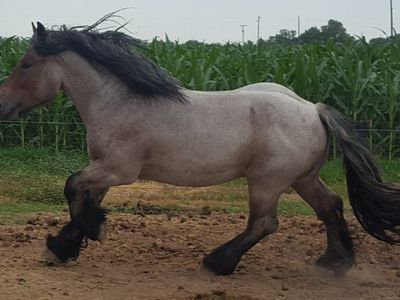 Brabant at Stud