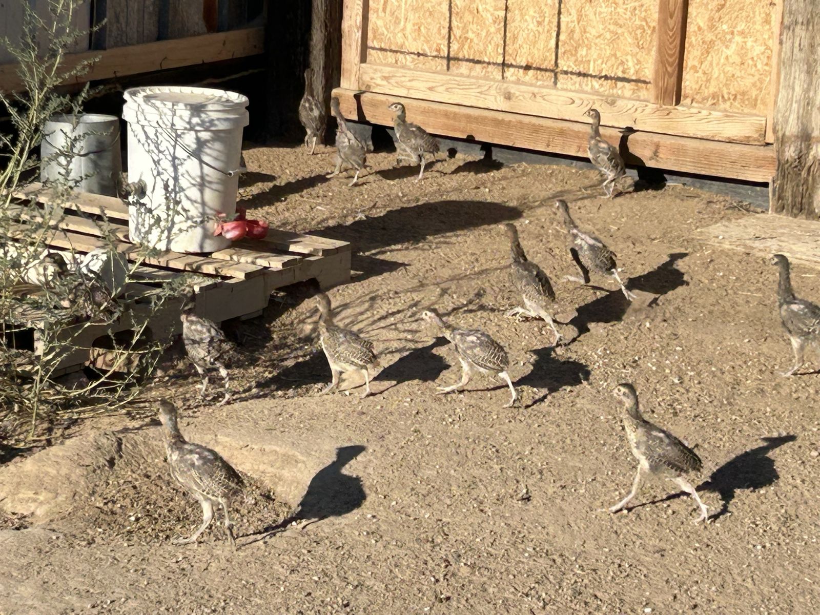 Young Ringneck Pheasants