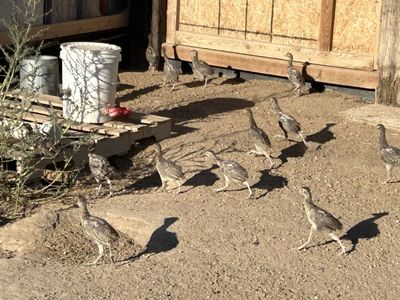 Young Ringneck Pheasants