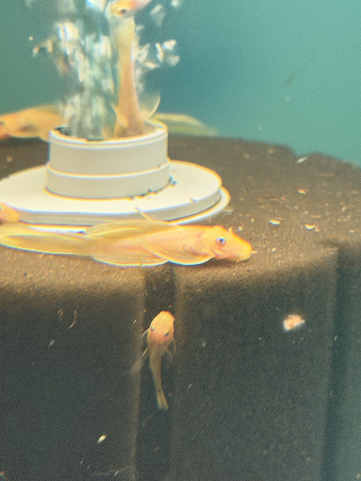 Long fin blue eyed lemon plecos