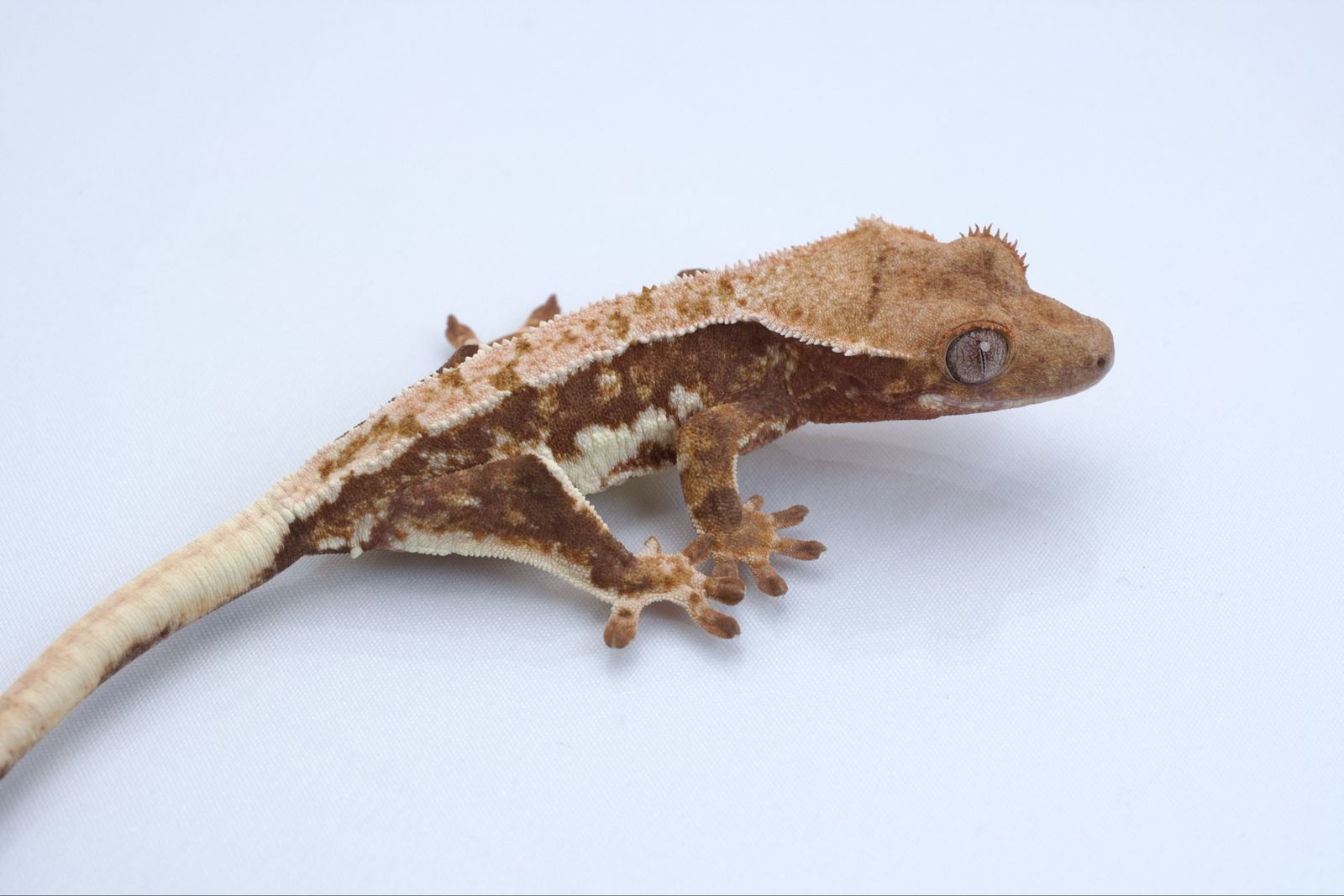 Young Crested Gecko