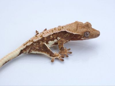 Young Crested Gecko