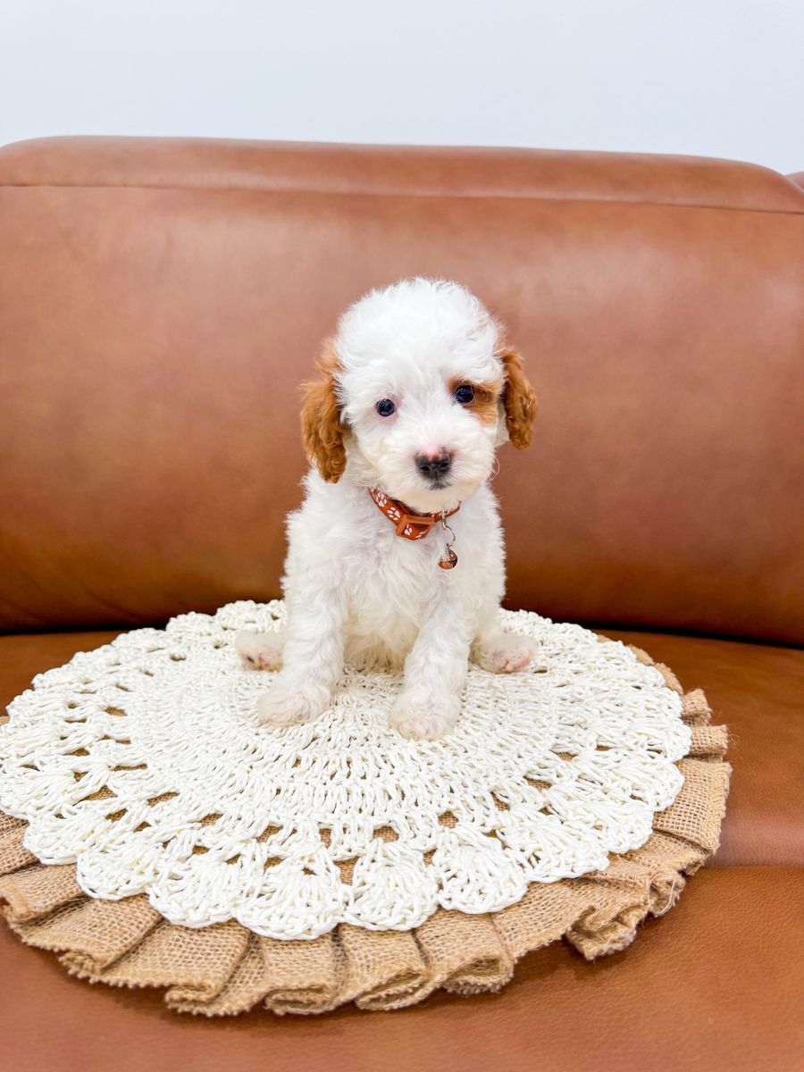 Toy/Micro Mini Goldendoodle Golden Doodle Boy Ready Now Curly Parti Hypoallergenic