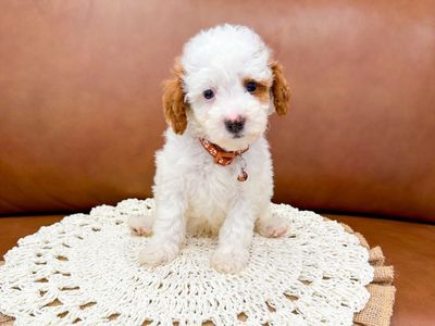 Toy/Micro Mini Goldendoodle Golden Doodle Boy Ready Now Curly Parti Hypoallergenic