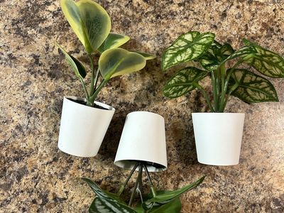 Set of 3 Artificial Potted Plants - Faux Succulent, Watermelon Peperomia, Syngonium