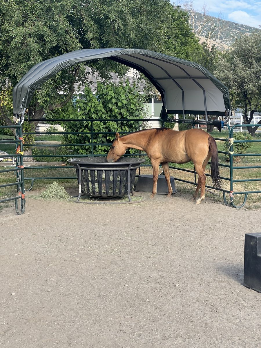 Missouri Foxtrotter Mare
