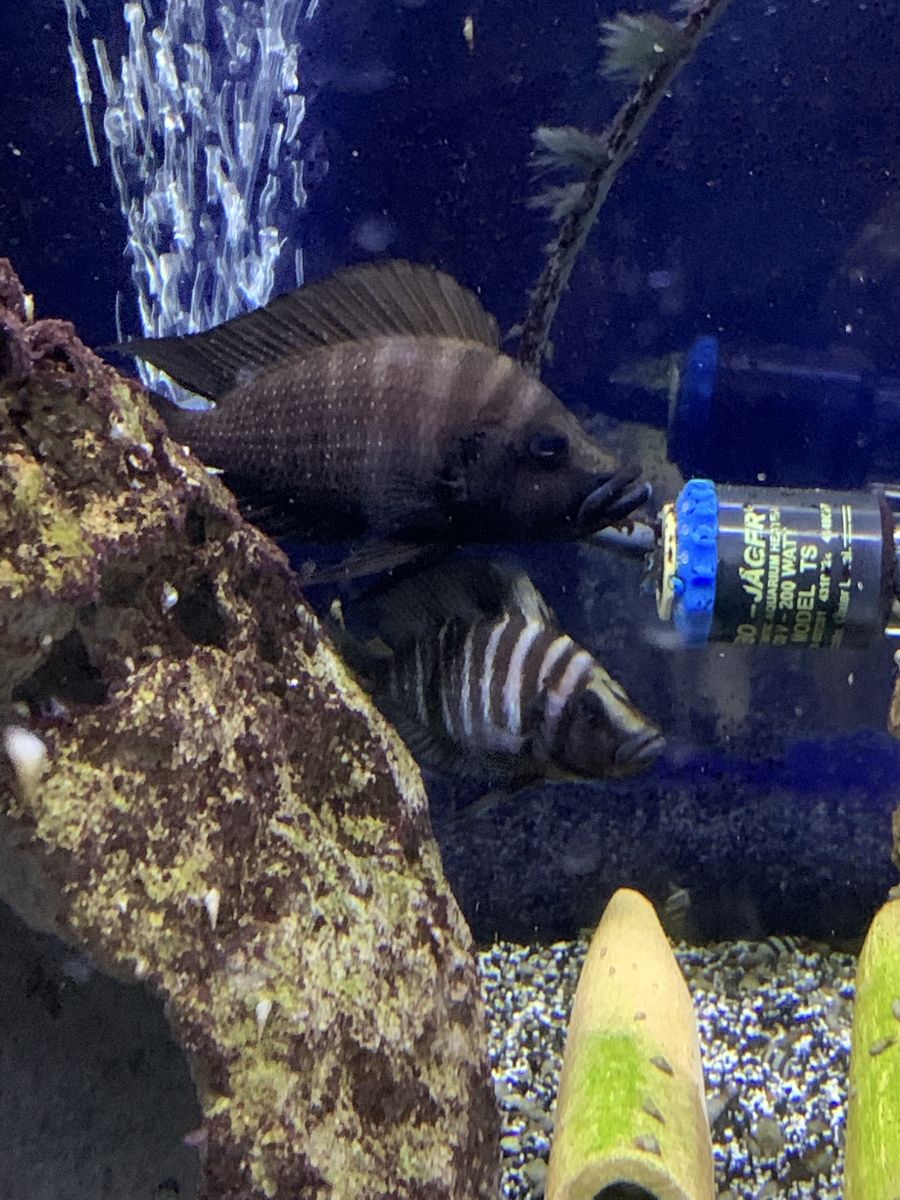 F1 Black Compressiceps pair 