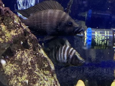 F1 Black Compressiceps pair