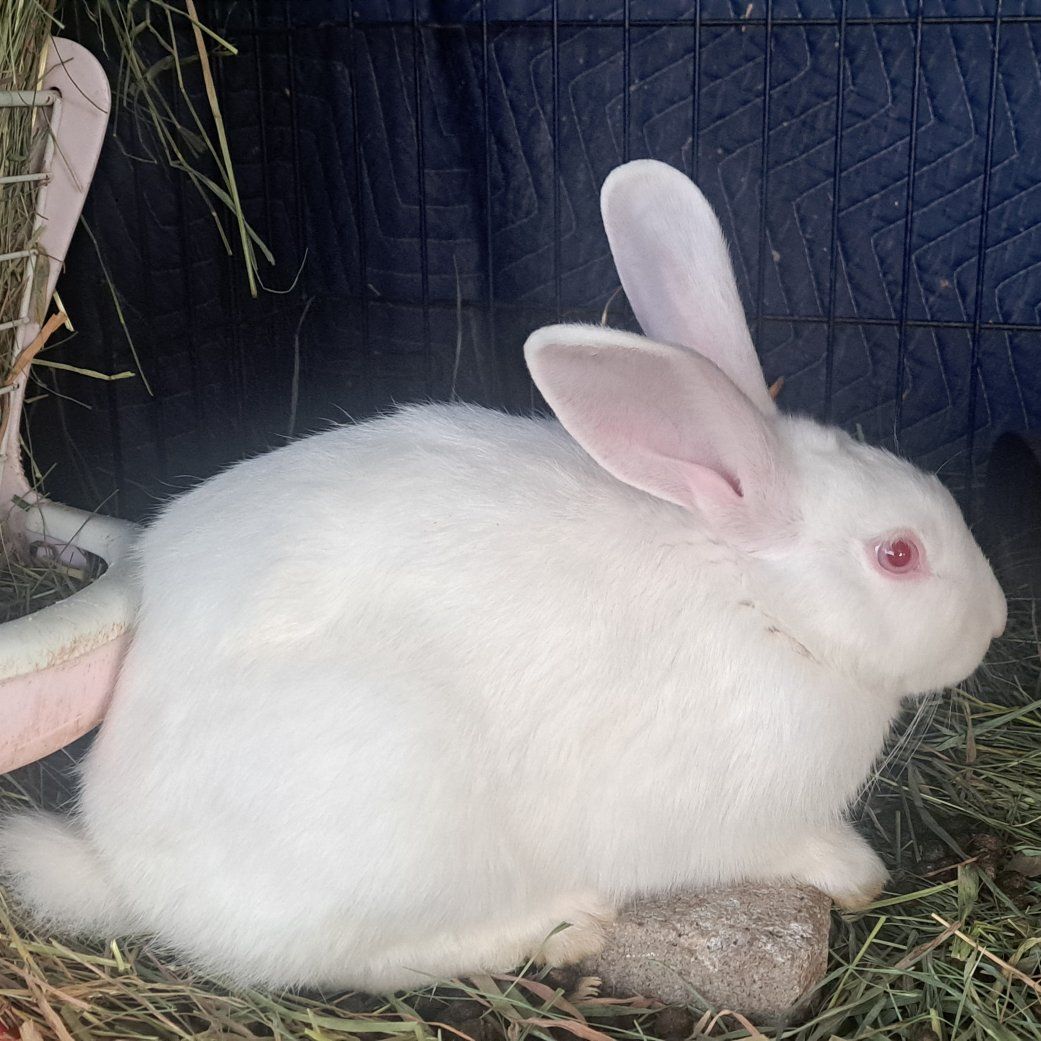 New Zealand Rabbits just in time for Easter