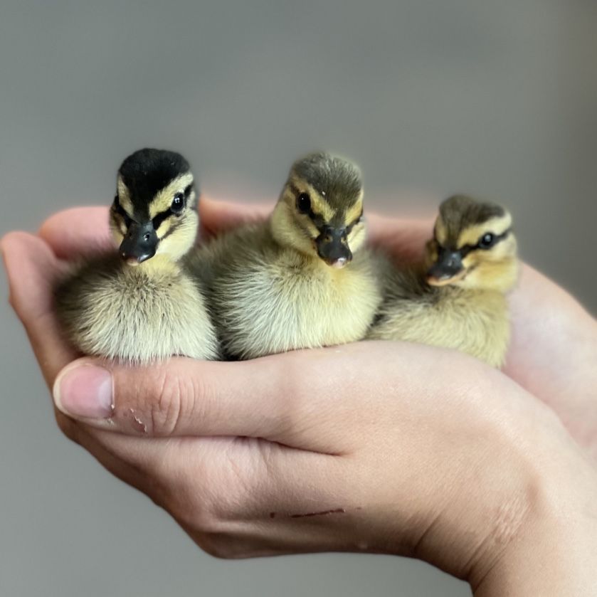 Call Ducks Fertilized eggs