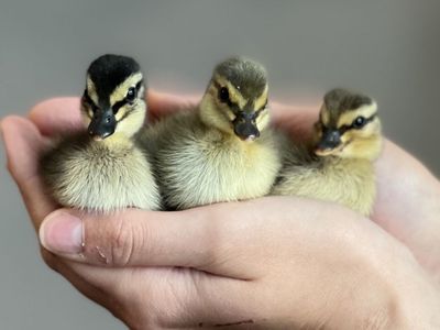 Call Ducks Fertilized eggs