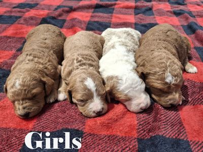 F2 Moyen Goldendoodles