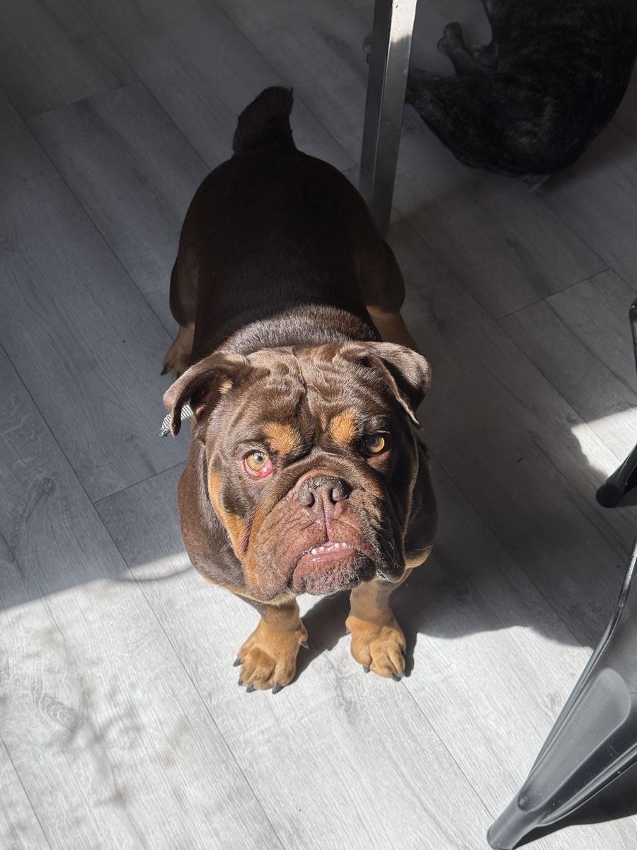 English Bulldog Chocolate Tri Color Female