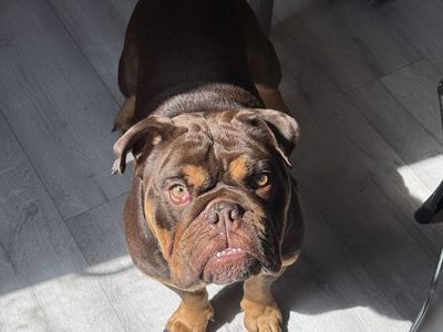 English Bulldog Chocolate Tri Color Female