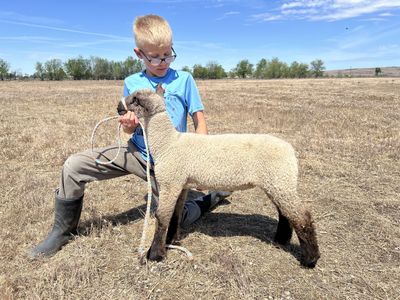 Ram lamb/wether
