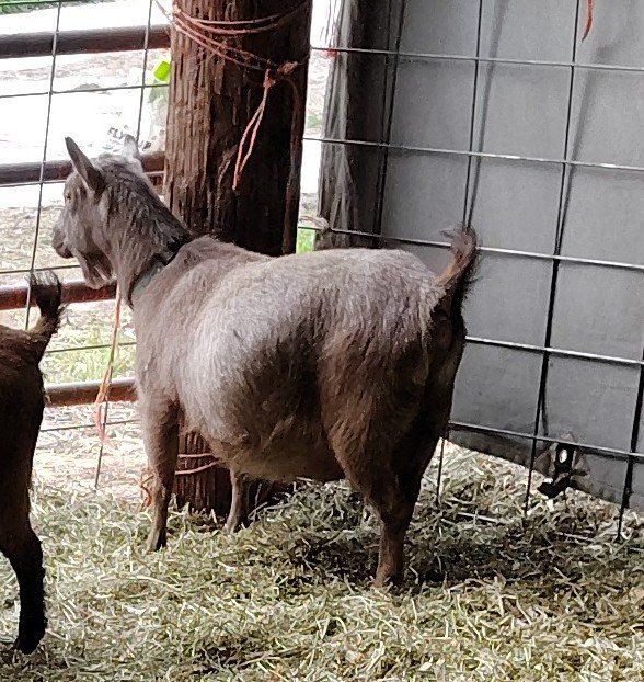 Nigerian dwarf doe and her triplets