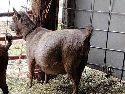 Nigerian dwarf doe and her triplets