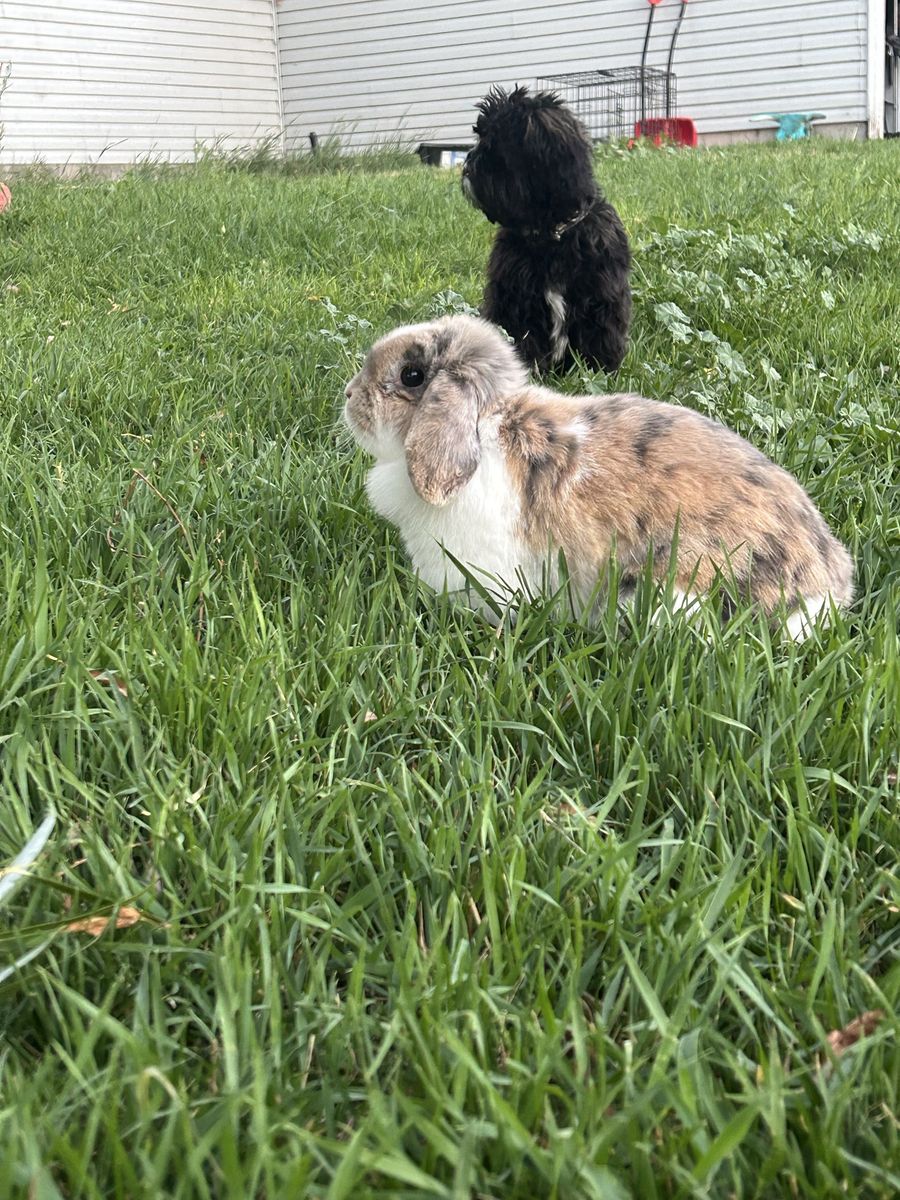 Free Holland lop doe