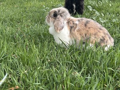 Free Holland lop doe