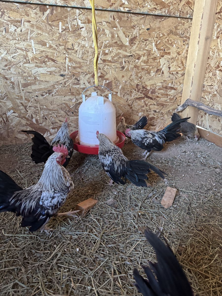 OEGB Roosters