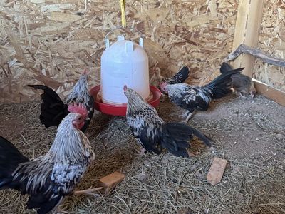 OEGB Roosters