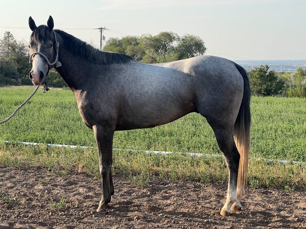 Aqha 3yr old gelding 