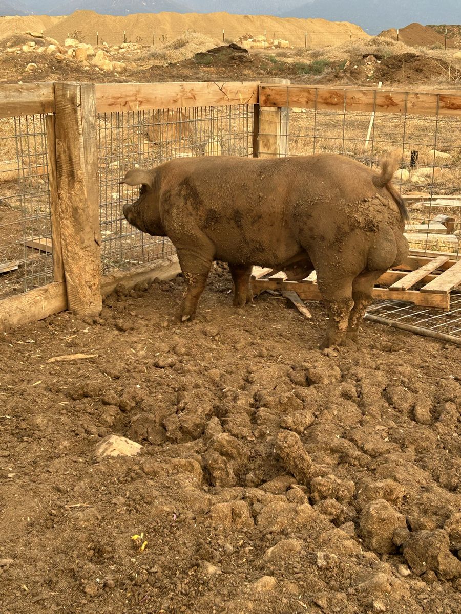Bore pig