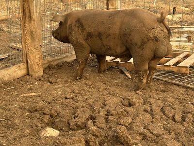 Bore pig