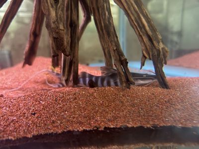 Tigrinis Catfish