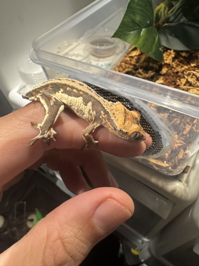 Lilly White Crested Gecko
