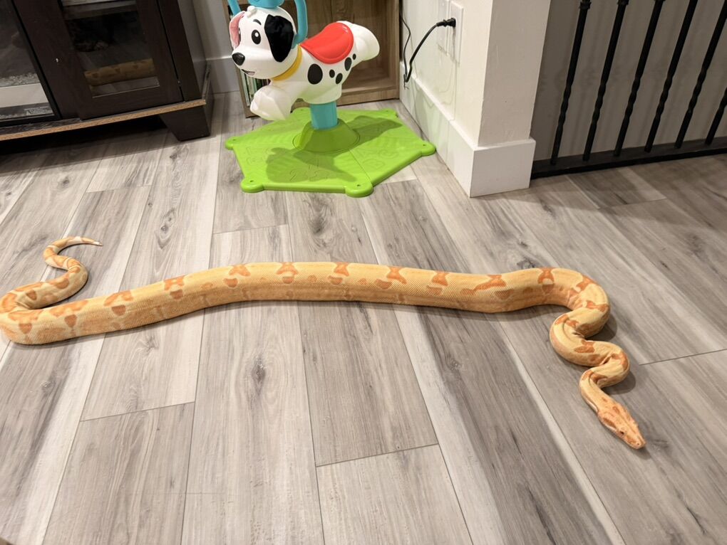 Giant Albino Sunglow Boa and temporary cage