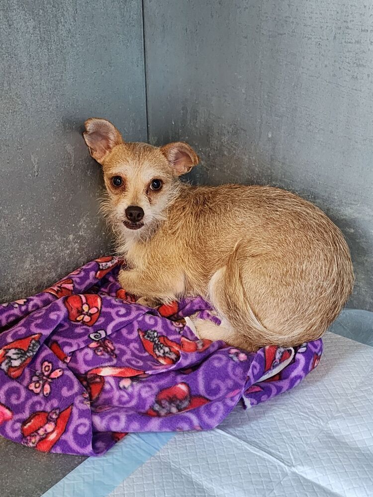 Gigi-7lbs of specialness