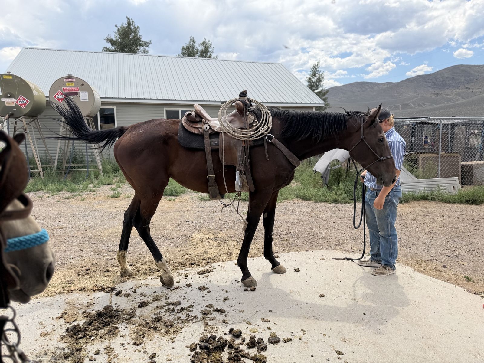 Big Thoroughbred Mare 4