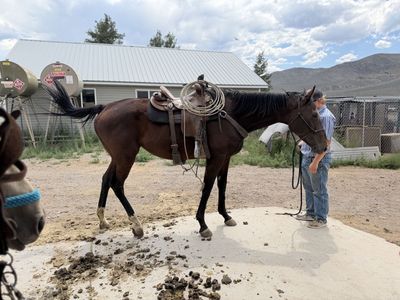 Big Thoroughbred Mare 4