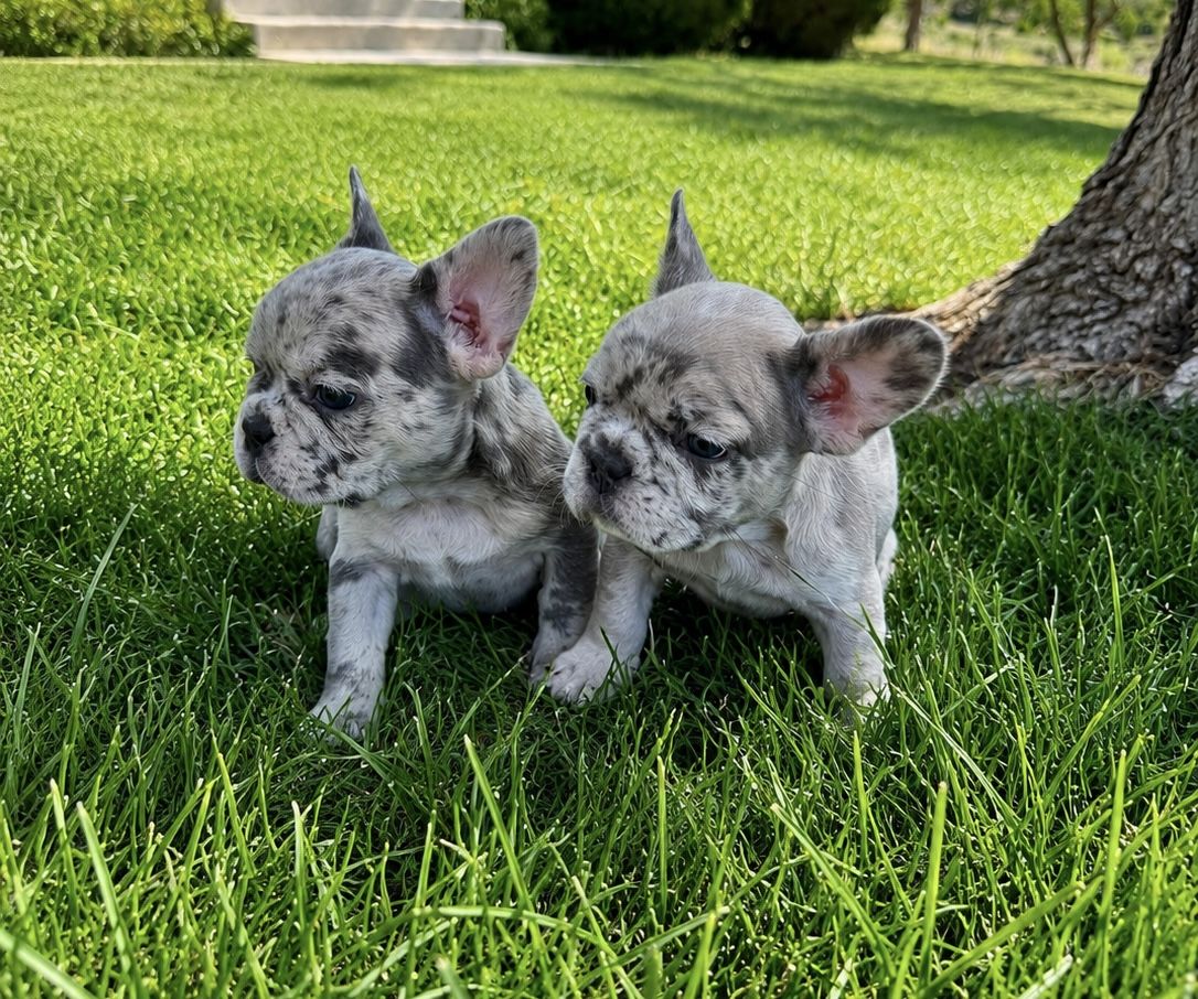 French Bulldog Puppies