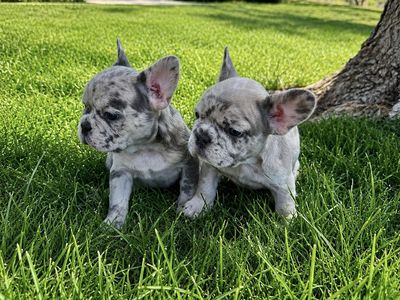 French Bulldog Puppies