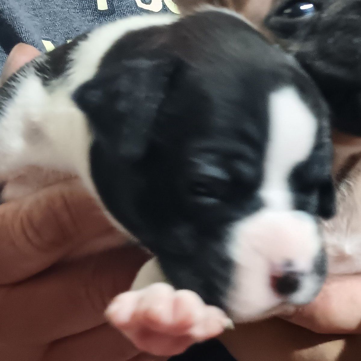 Only 1 left! Pure bred Boxer Puppies - Sealed & Fawn Males 