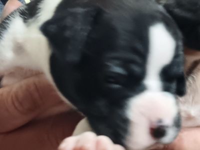 Only 1 left! Pure bred Boxer Puppies - Sealed & Fawn Males