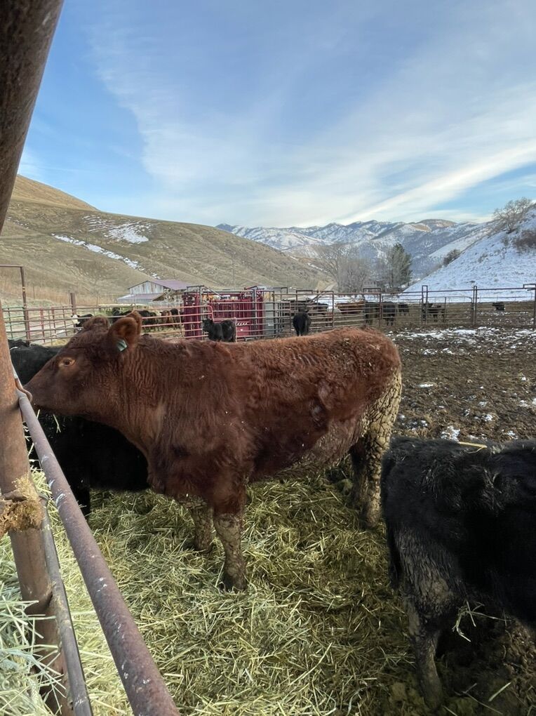 2 Steers - Butcher Ready