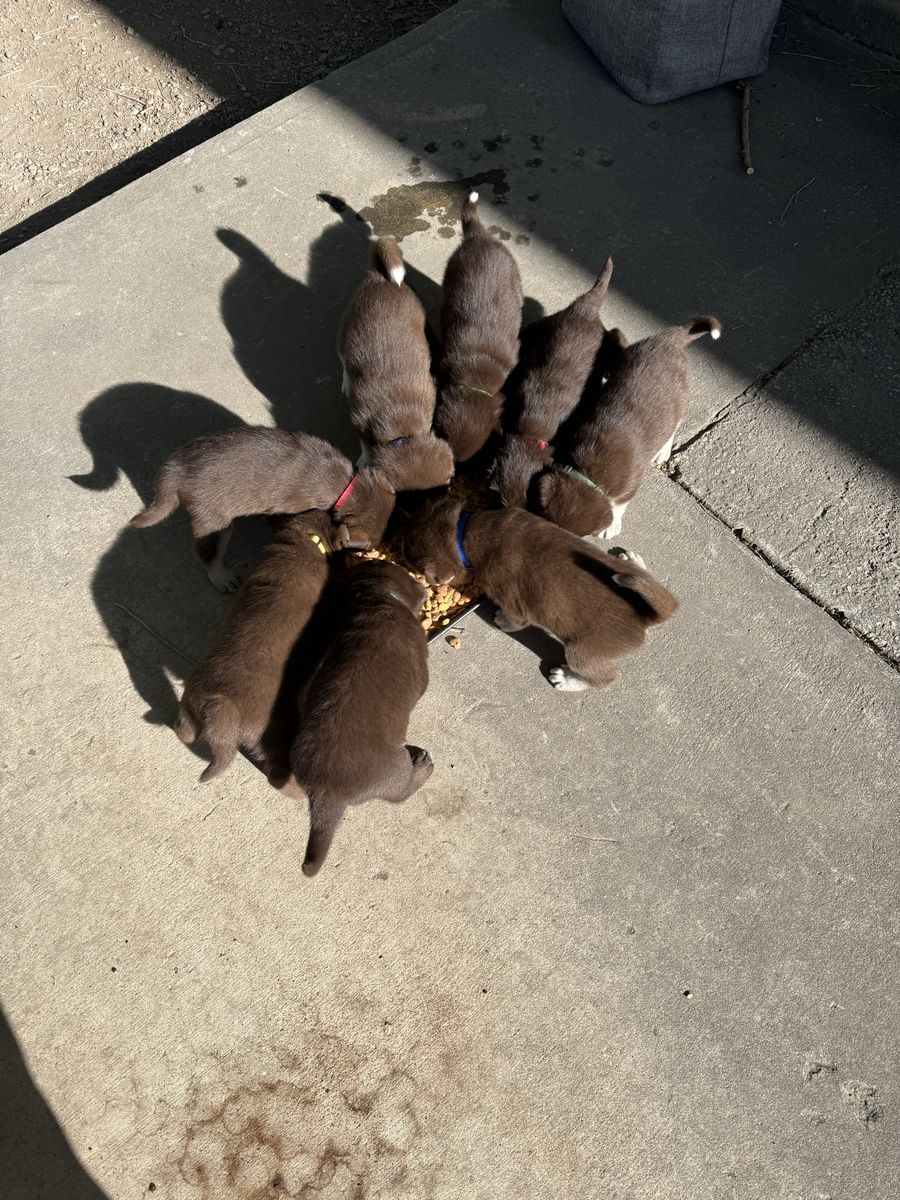 Chocolate Lab/ Husky Malamute mix puppies