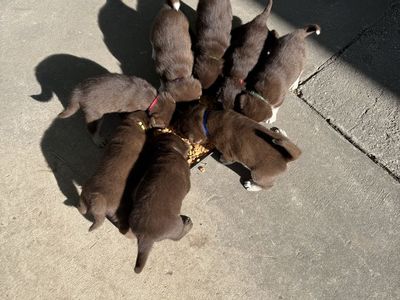 Chocolate Lab/ Husky Malamute mix puppies