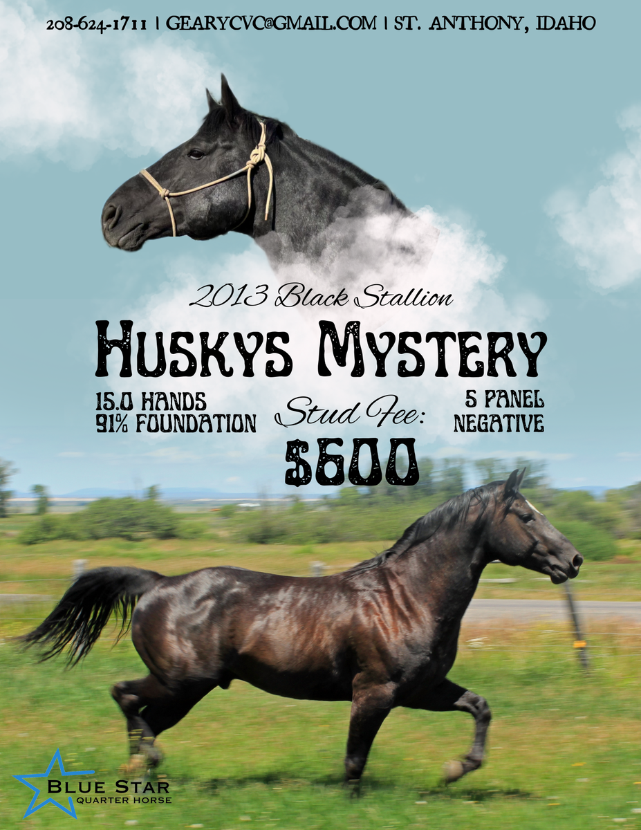 Huskys Mystery 2013 Black Stallion