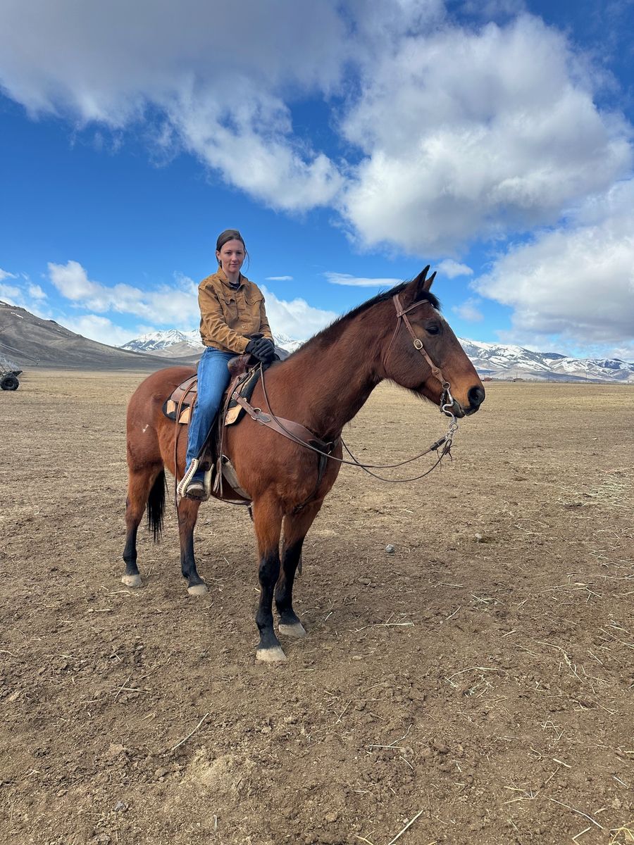 2007 Bay AQHA Gelding