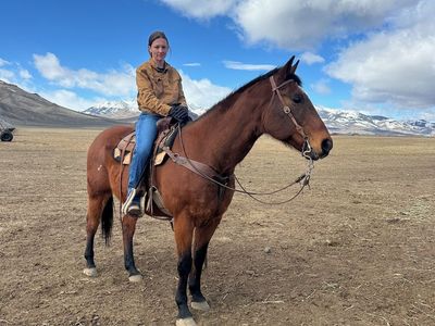 2007 Bay AQHA Gelding